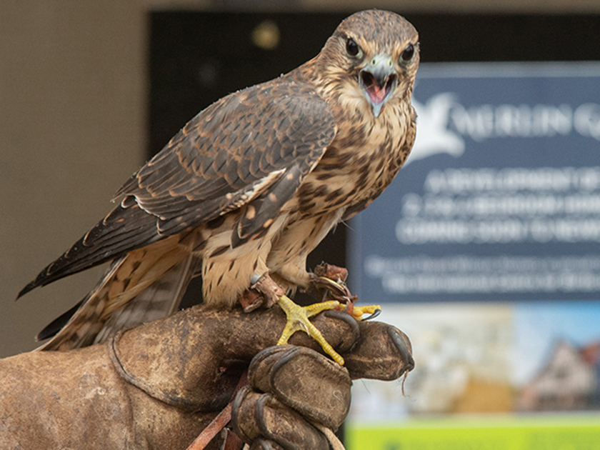 Hybrid Falcon - Picture of The International Centre for Birds of