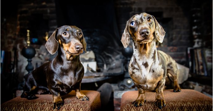 15 best dog-friendly pubs in the Cotswolds