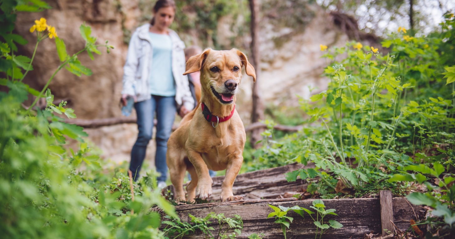 Dog friendly hot sale picnic spots