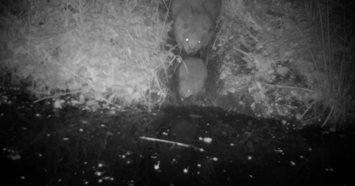 Forest of Dean's first beaver kits in 400 years have been born