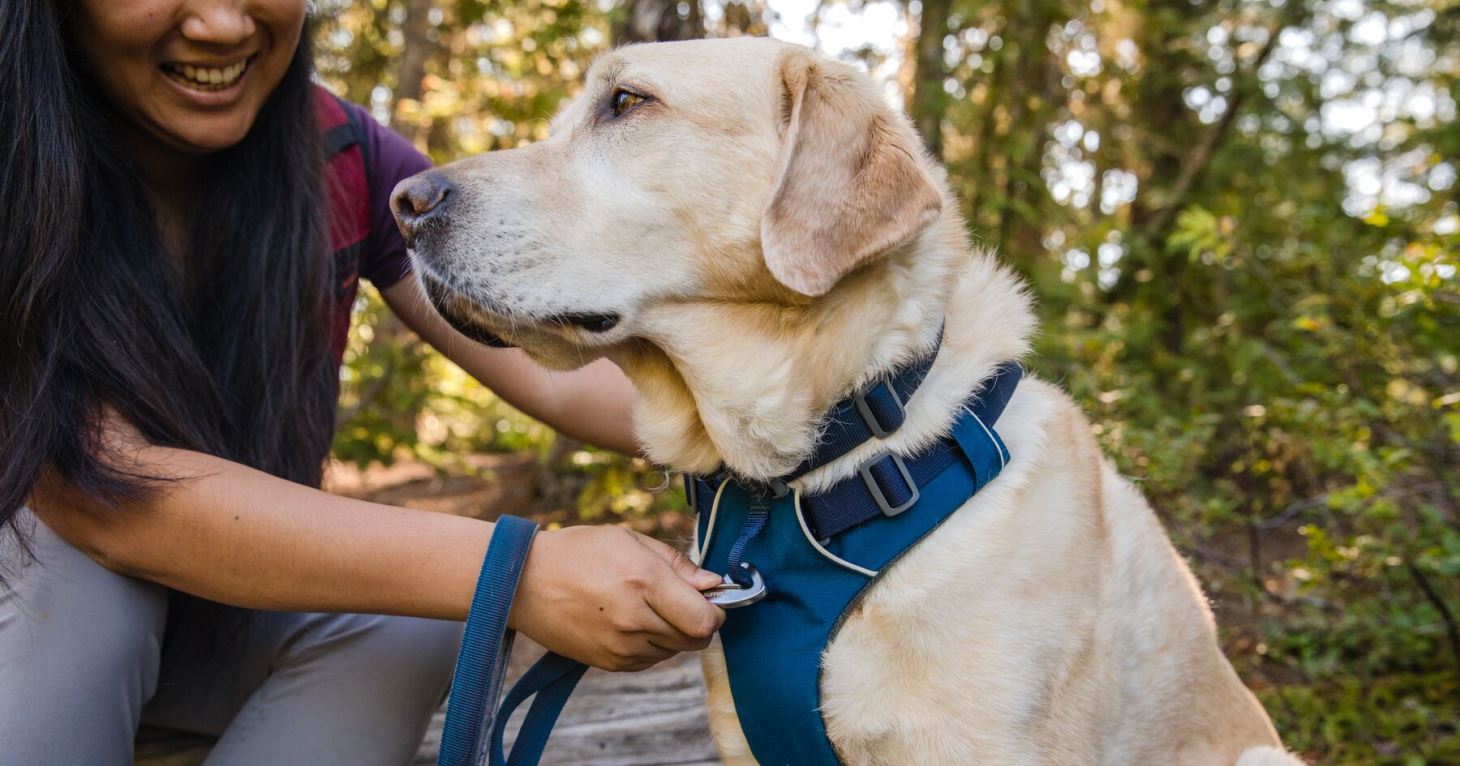 This is the only place you can get your dog fitted for Ruffwear in