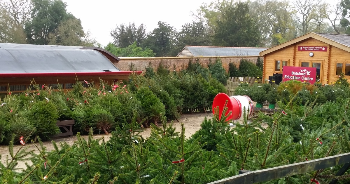 Christmas trees are on sale at Batsford Arboretum